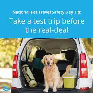 pet-travel-safety-tip-13-thumbnail