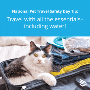 pet-travel-safety-tip-5-thumbnail